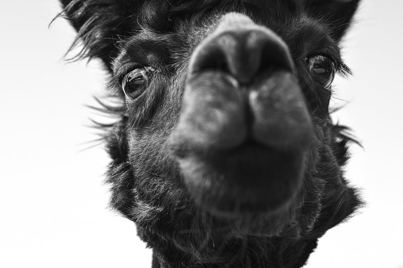 Animal Sanctuaries