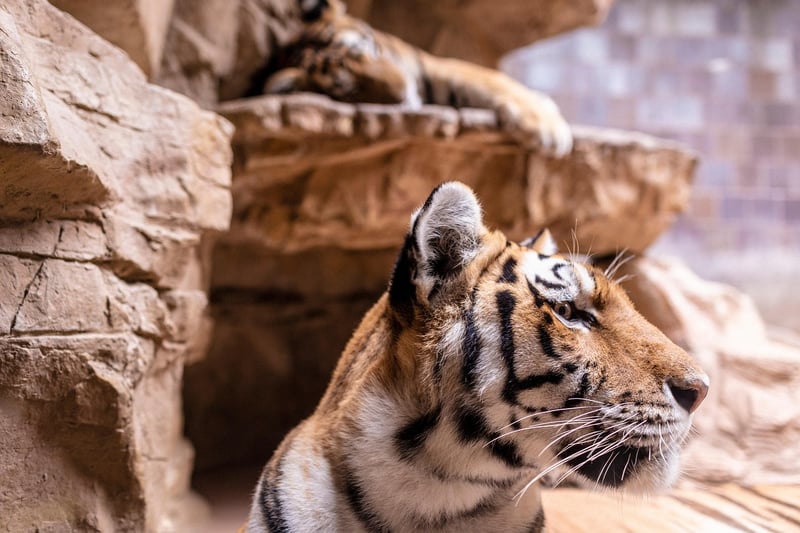 Animal Sanctuary
